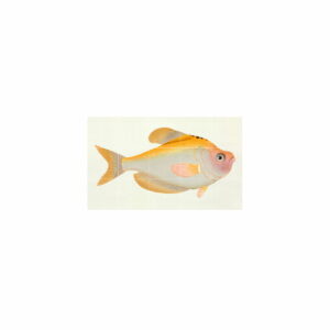 IXXI - Gelber Fisch (Bloch)