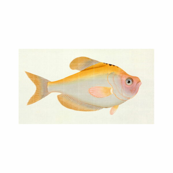 IXXI - Gelber Fisch (Bloch)