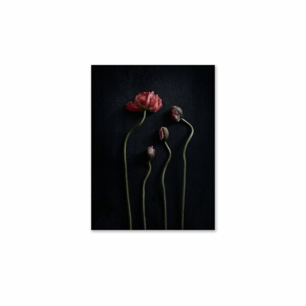 Paper Collective - Stillleben 02 (Red Poppies)