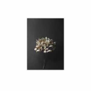 Paper Collective - Stillleben 04 (Hydrangea)
