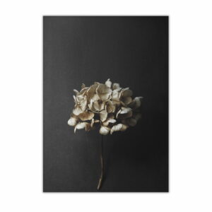 Paper Collective - Stillleben 04 (Hydrangea)